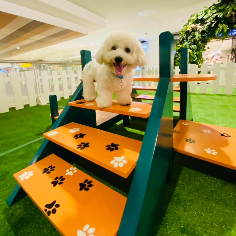 paw park